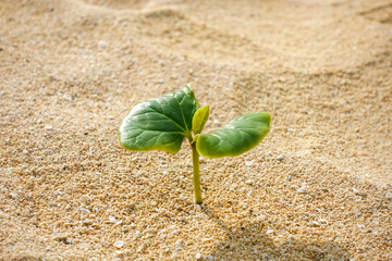 砂浜の植物