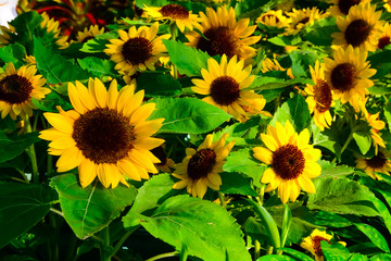 Obraz premium Sunflower is blooming to receive sunlight in the morning.