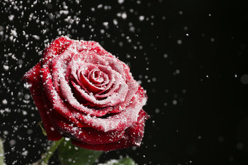 Beautiful rose in snow against black background, space for text