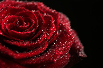 Beautiful red rose with water drops on black background, closeup. Space for text