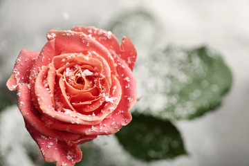 Beautiful rose with snow on blurred background, closeup. Space for text