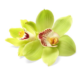 Fototapeta na wymiar Beautiful tropical orchid flowers on white background