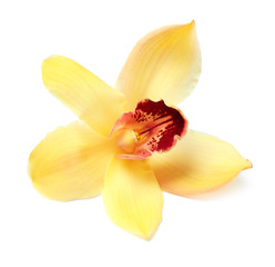 Fototapeta na wymiar Beautiful tropical orchid flower on white background