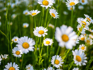 Fototapeta premium Margeriten auf einer Wiese im Frühsommer