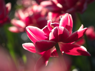 Single pink varietal tulip background. Beautiful flowers background