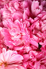 Obraz premium Fragrant peonies as background, closeup view. Beautiful spring flowers