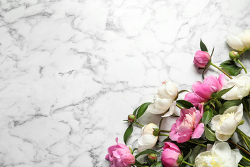 Fragrant peonies on marble table, top view with space for text. Beautiful spring flowers