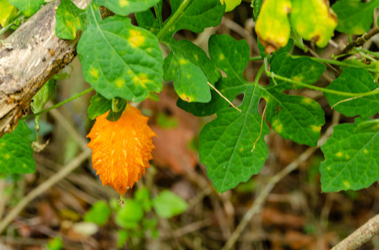 Bitter Melon Among Foliage