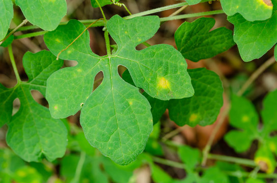 Leaf Of the Serasee Vine