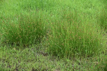 Juncus effusus (Soft rush) is used for Tatami mat materials in Japan.