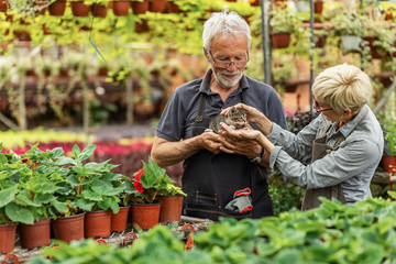 Mature gardeners cuddling a kitten while working in flower plant nursery.