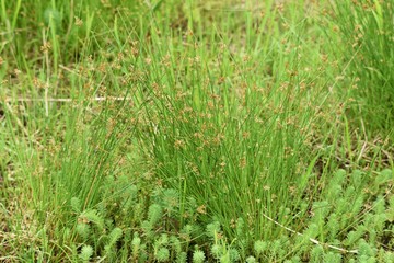 Juncus effusus (Soft rush) is used for Tatami mat materials in Japan.