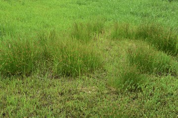 Juncus effusus (Soft rush) is used for Tatami mat materials in Japan.