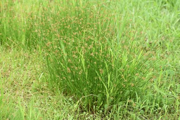 Juncus effusus (Soft rush) is used for Tatami mat materials in Japan.