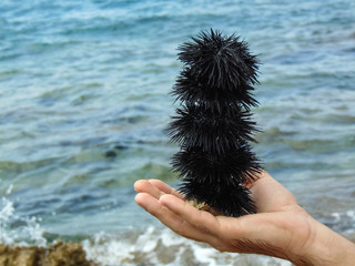 A man holding some Sea urchins in his hand.