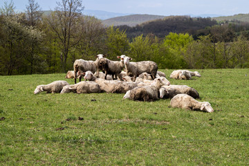Sheeps in a meadow on green grass - 270694663