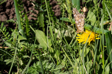 Butterfly burdosk drinks nectar.
