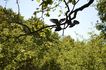 Birds on a tree