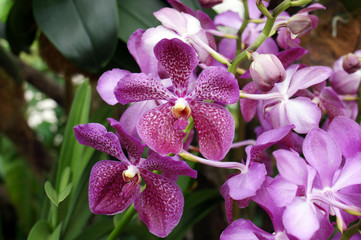 Purple Bali orchids 