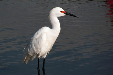 Snowy Egret standing in water looking for fish