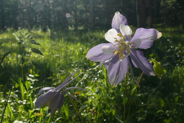columbine flower in summer sun