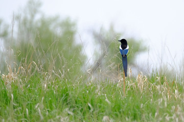 magpie sitting on branch in field