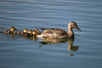 Mother mallard swimming with chicks 