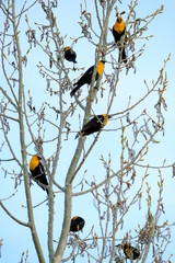 yellow headed blackbirds sitting in a tree