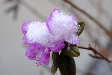 cherry flower covered in spring snow
