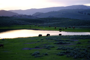 Bison by lake at sunset with mountains in the background