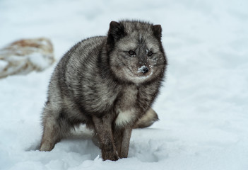 Arctic Blue Fox