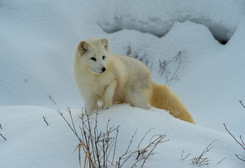 Obraz na płótnie Canvas Arctic Foxes