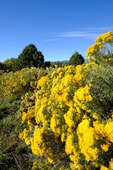 Yellow flowers in autumn vertical orientation