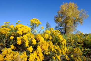 Yellow flowers in autumn horizontal 