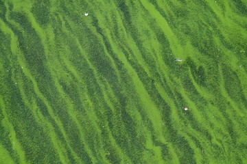 green algae under ripples in a pond