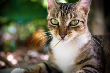 Tigered cat with straw in mounth and dark green natural background