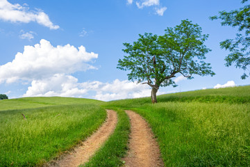 Serene Rural Landscape