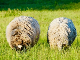 Two bushy sheep on pasture