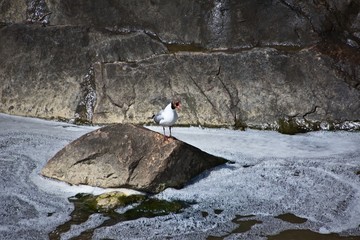 Finlandia - Helsinki