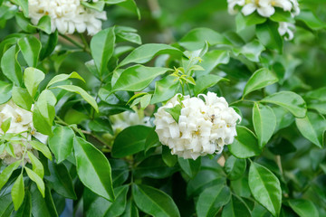 Thai orange Jasmine, white orange jasmine flower with green leaves blooming on tree in the garden. White flower of Orange Jasmine, Andaman satinwood, Cosmetic bark tree.