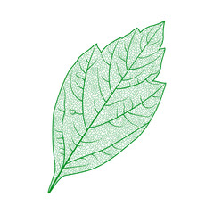 Leaf isolated. Vector illustration. EPS 10