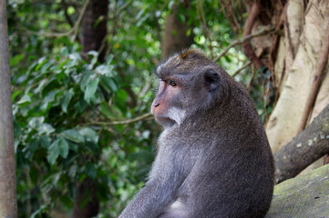 Monkey