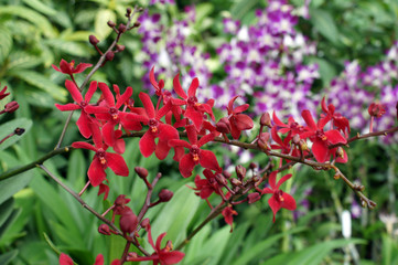 Red orchids