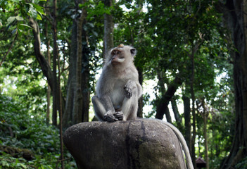 Monkey on a stone