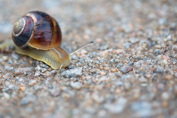 beautiful snail in the garden crawling along the road