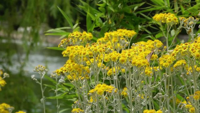 Yellow Flowers and Lake Water in Nature