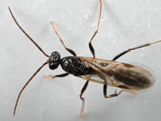 Macro Photo of Flying Ant on The Floor