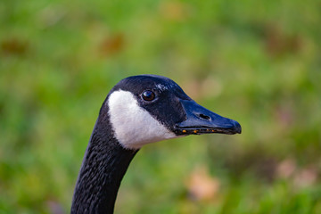 portrait of a goose