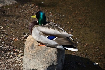 Finlandia - Helsinki