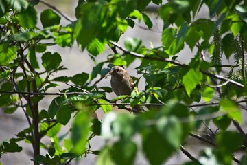 Finlandia - Helsinki